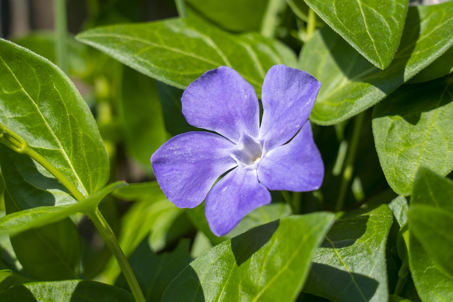 Periwinkle Plant - sale Vinca Minor. (150 bare root plants) Walk on Ground Cover